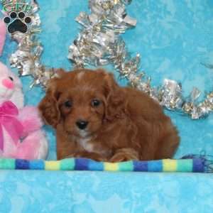 Almond Joy, Cavapoo Puppy